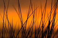 Zonsondergang in de duinen van Vincent van Kooten thumbnail