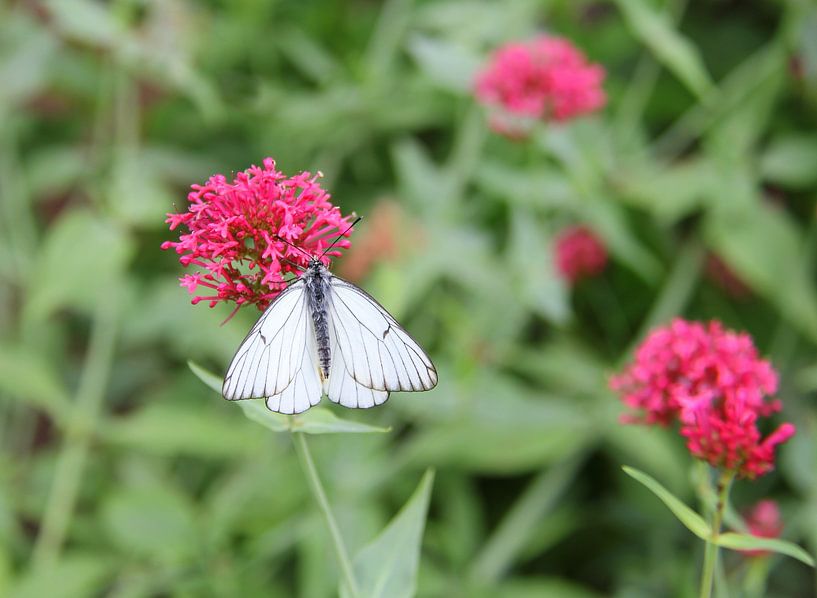 Greater veined white by Jose Lok