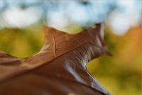 Herfstblad: anders dan anders...