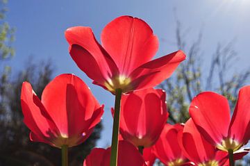 Rode tulpen van Corinne Welp