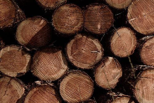 Des troncs d'arbres robustes