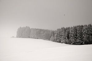 White Dream