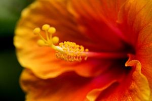 Makroorange Blume