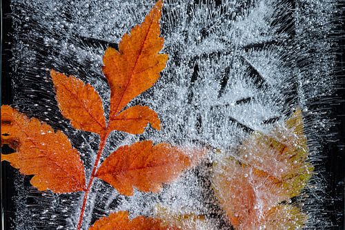 Détail des feuilles d'automne gelées.