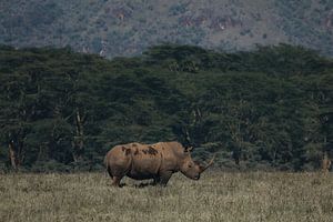 Rhinocéros