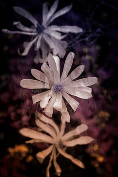 trio of flowering magnolia flowers by Ribbi