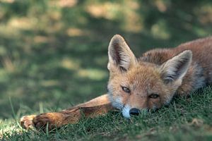 Jeune renard couché dans l'herbe sous un arbre sur Jolanda Aalbers