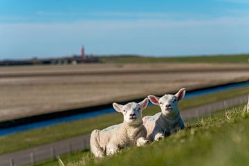 Texel lambs enjoying the sun