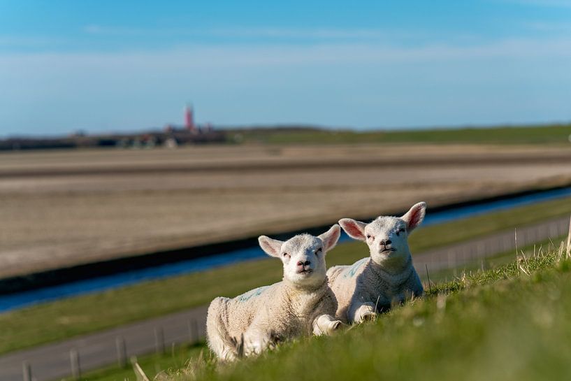 Texel lammetjes genieten van de zon van Texel360Fotografie Richard Heerschap