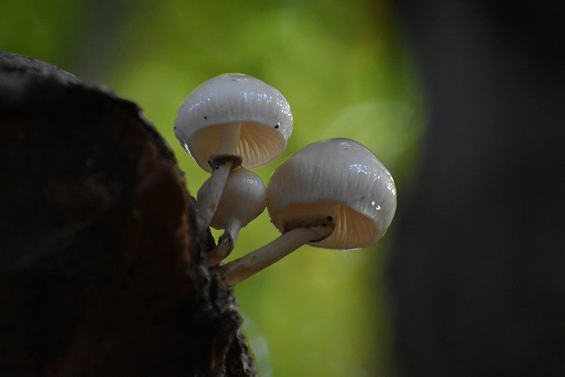 Beautiful mushrooms on the veluwezoom by Karin van der veen