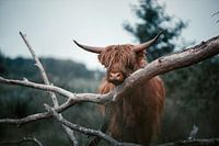 Schotse Hooglander.