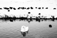 Winterse vogels in zwart en wit
