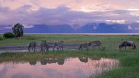 Zebras trinken aus dem Wasserloch bei Sonnenuntergang in Afrika von Robin Jongerden Miniaturansicht