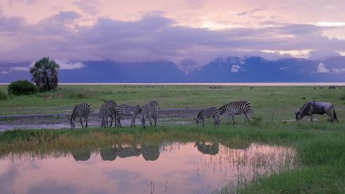 Zebra's drinken uit de waterpoel bij zonsondergang in Afrika