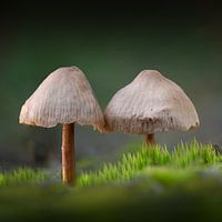 Jumeaux heureux