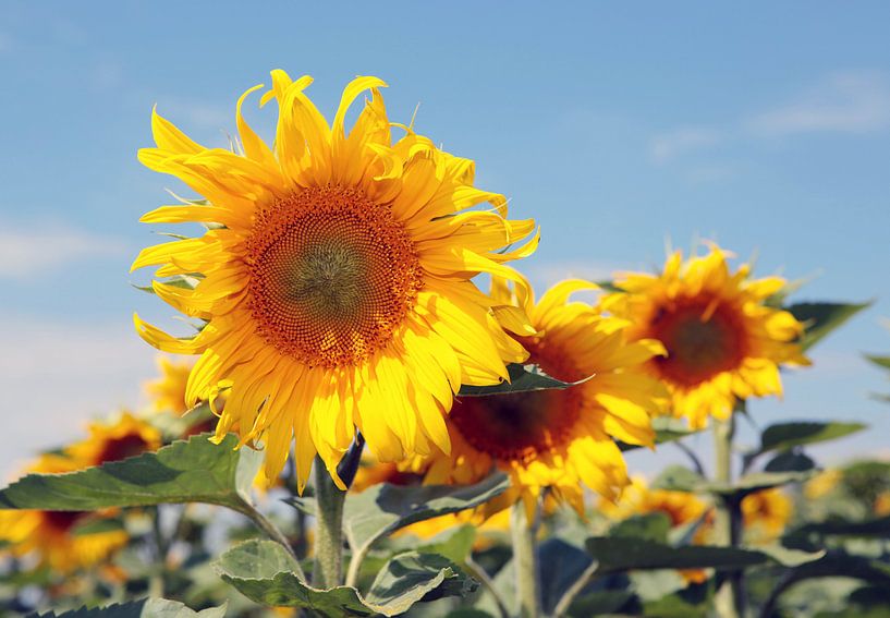 Die Pracht der Sonnenblumen von Rudolf Brandstätter