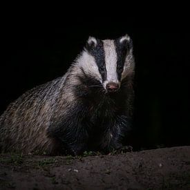 Europese das van Andy van der Steen - Fotografie