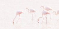 La Vie en Rose (IV) (flamingo's in de Camargue) van Kris Hermans thumbnail