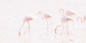 La Vie en Rose (IV) (flamingos in the Camargue) by Kris Hermans