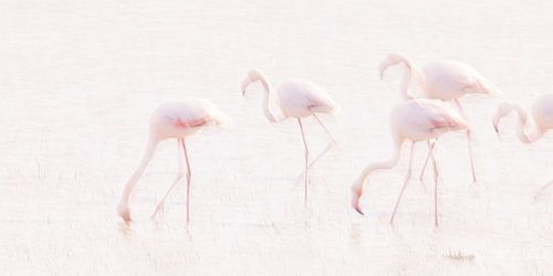 La Vie en Rose (IV) (Flamingos in der Camargue)