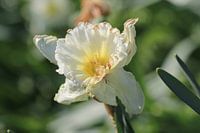 "Flora close-up.