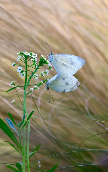 Charming white butterflies by Thomas Jäger