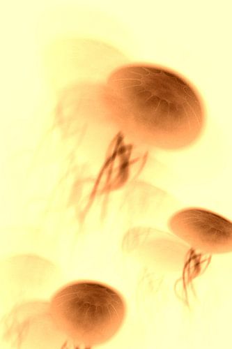Jellyfish N.1