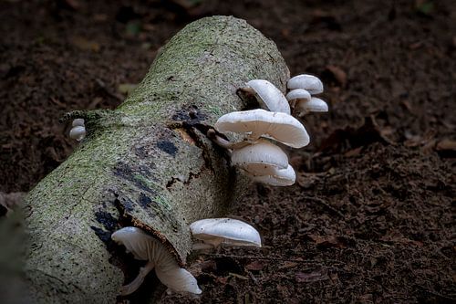 La magie de la forêt sur Kees Goethart