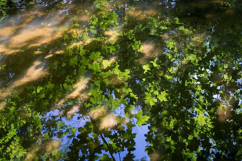 Summer dream and reflection of maple leaves