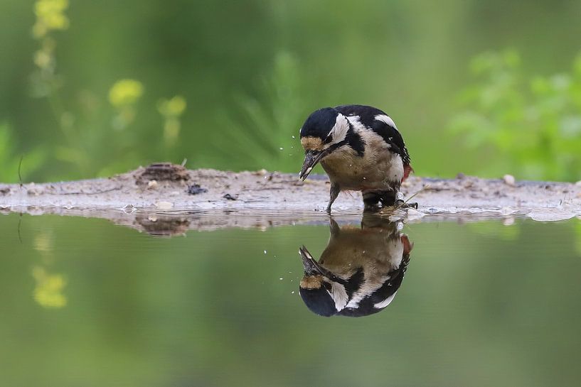Buntspecht von Karin van Rooijen Fotografie