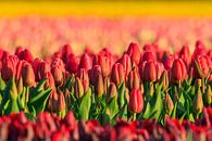 Rode tulpen met gele achtergrond van Karla Leeftink thumbnail