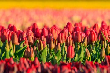 Red tulips with yellow background by Karla Leeftink