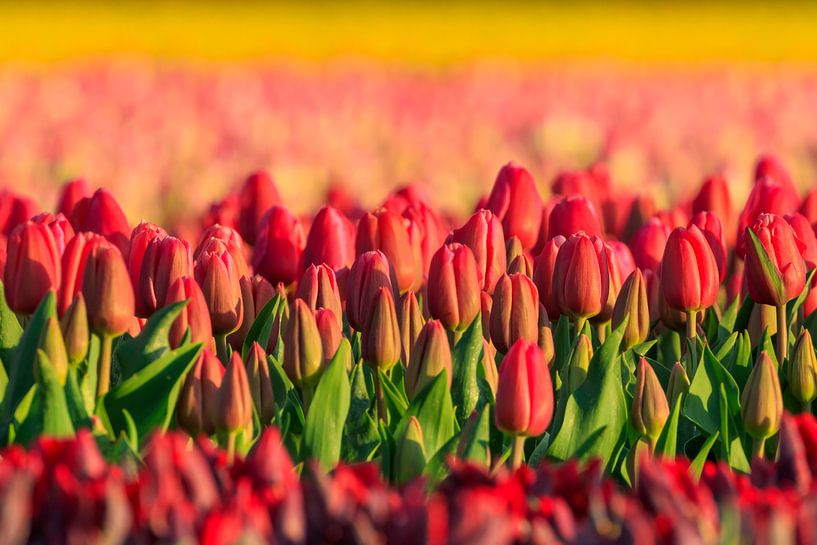 Rode tulpen met gele achtergrond van Karla Leeftink
