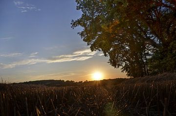 Zonsondergang boven het korenveld