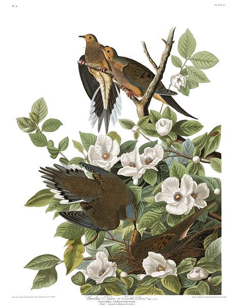 Treurduif van Birds of America