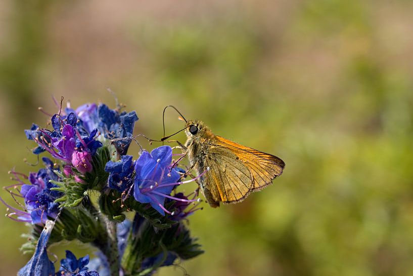 Vlinder op een paars blauwe bloem von W J Kok