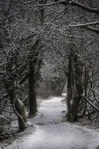 Un chemin d'hiver dans la forêt