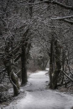 A winter path in the forest