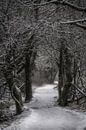 A winter path in the forest by Rik Verslype thumbnail