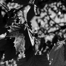 Erinnerung zwischen den Blättern von Tim Demel