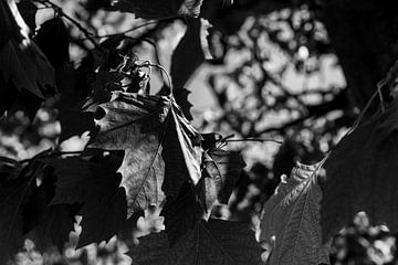 Memories Among the Leaves