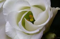 Herz einer weißen Rose - Naturfotografie von MDRN HOME Miniaturansicht