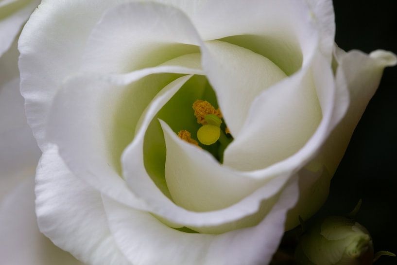 Coeur d'une rose blanche - Photographie de la nature par MDRN HOME