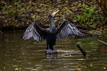 cormorant