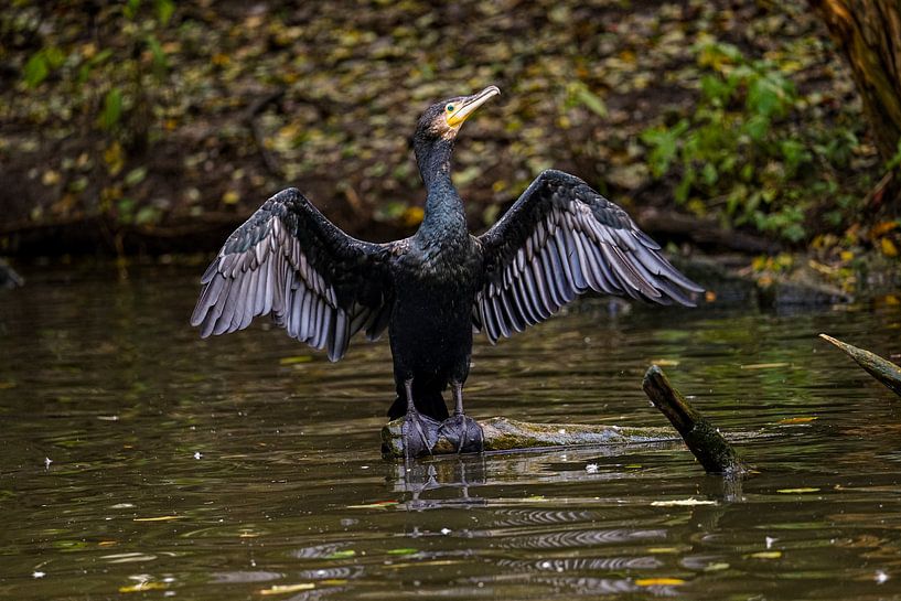 Kormoran von bryan van willigen