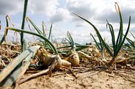 In an onion field by Judith van Bilsen thumbnail