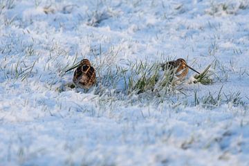Bekassine im Winter von Dennis Schaefer