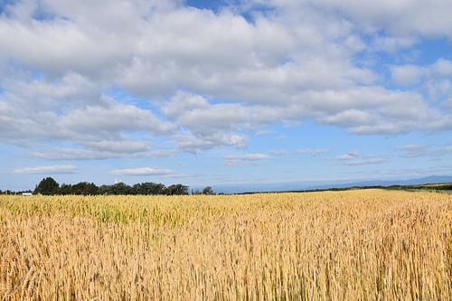 Een tarweveld onder een zomerhemel