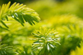 Die Träne der Natur von Jorn Wilms