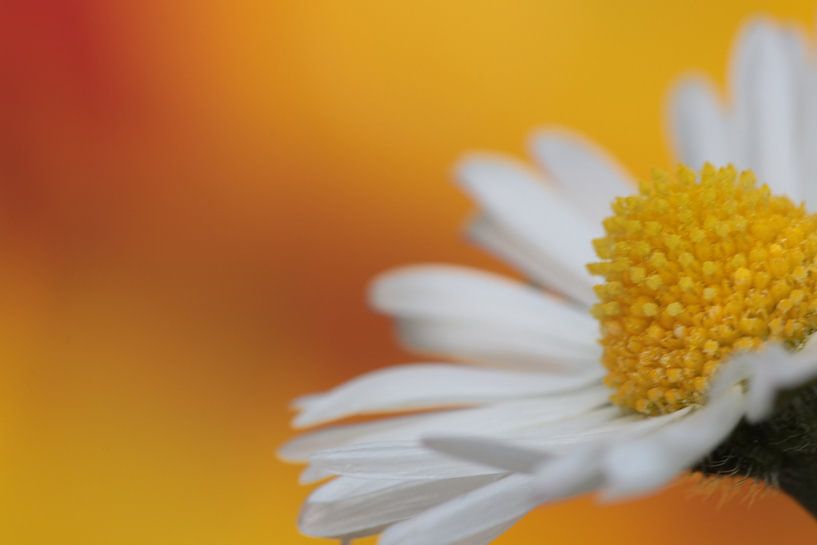 Blütenmakro Gänseblümchen von Augenblicke im Bild